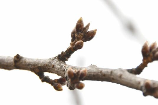 Today’s cherry blossoms at Goryokaku [Before Blooming] (Updated Mar. 20, 2025)🌸